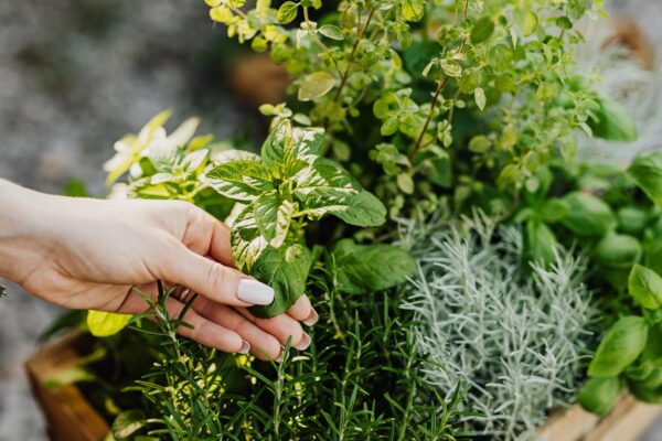 A Garden the Size of a Windowsill